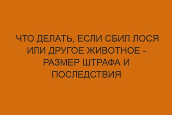 Что делать, если сбил лося или другое животное - размер штрафа и последствия 1 chto delat esli sbil losya ili drugoe zhivotnoe razmer shtrafa i posledstviya 2151